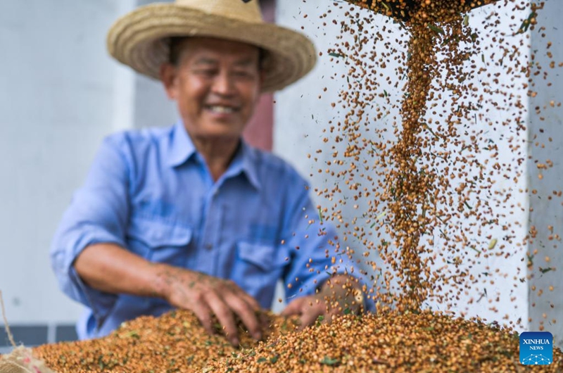 A farmer loads sorghum grains at Yantou Village of Changgang Town, Huairen City of southwest China's Guizhou Province, Aug. 16, 2024. Covering an area of 24,000 hectares, the sorghum fields in Huairen has successively entered its harvest season recently. Photo: Xinhua