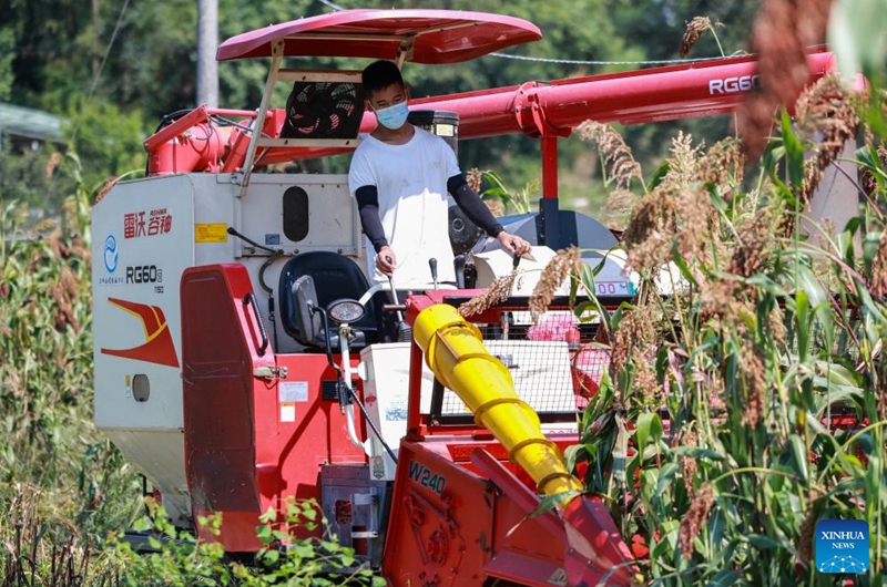 A man drives a harvester to reap sorghum at Bojiba Village of Daba Town, Huairen City of southwest China's Guizhou Province, Aug. 15, 2024. Covering an area of 24,000 hectares, the sorghum fields in Huairen has successively entered its harvest season recently.  Photo: Xinhua