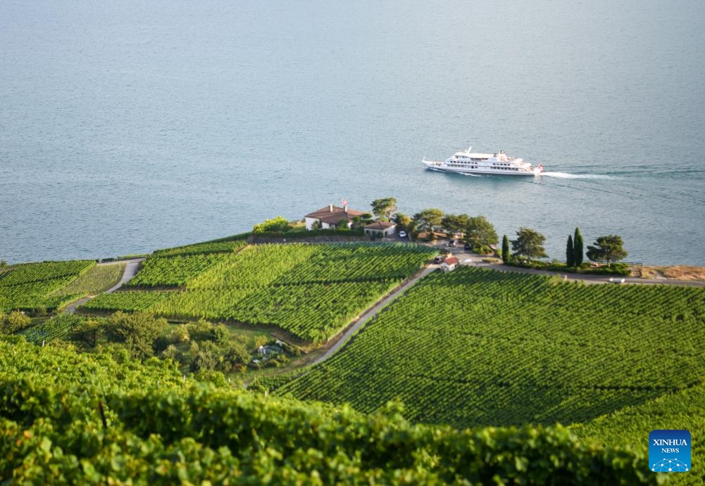 This photo taken on Aug. 17, 2024 shows the Lavaux vineyard terrace by Lake Geneva in Switzerland. Lake Geneva is a deep lake north of the Alps on the border between Switzerland and France. (Photo: Xinhua)