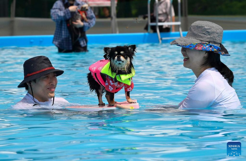 A dog swims in a makeshift swimming pool in Seoul, South Korea, Aug. 18, 2024. An event for dogs and dog owners to cool off amid the heat wave is held at a swimming pool in Seoul. (Photo: Xinhua)