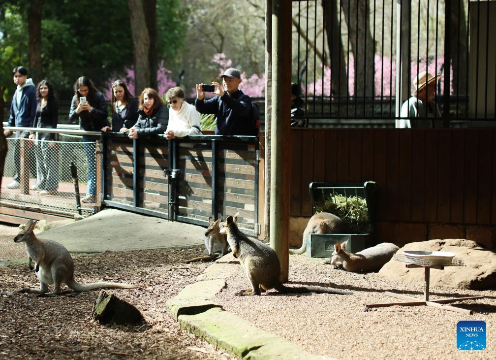 Visitors take photos of kangaroos during the Sydney Cherry Blossom Festival 2024 at the Auburn Botanic Gardens in Sydney, Australia, Aug. 19, 2024. (Photo: Xinhua)