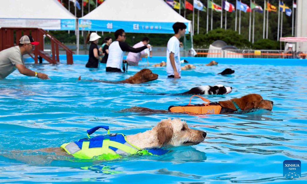 Dogs swim in a makeshift swimming pool in Seoul, South Korea, Aug. 18, 2024. An event for dogs and dog owners to cool off amid the heat wave is held at a swimming pool in Seoul. (Photo: Xinhua)