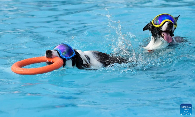 Dogs swim in a makeshift swimming pool in Seoul, South Korea, Aug. 18, 2024. An event for dogs and dog owners to cool off amid the heat wave is held at a swimming pool in Seoul. (Photo: Xinhua)