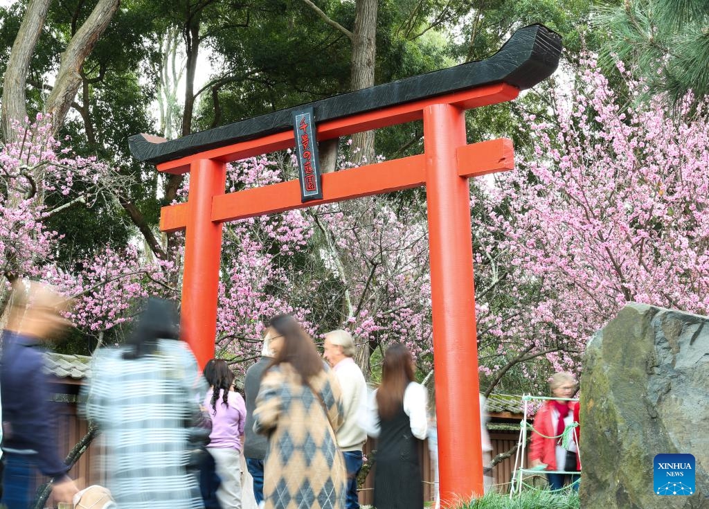 Visitors enjoy cherry blossoms during the Sydney Cherry Blossom Festival 2024 at the Auburn Botanic Gardens in Sydney, Australia, Aug. 19, 2024. (Photo: Xinhua)