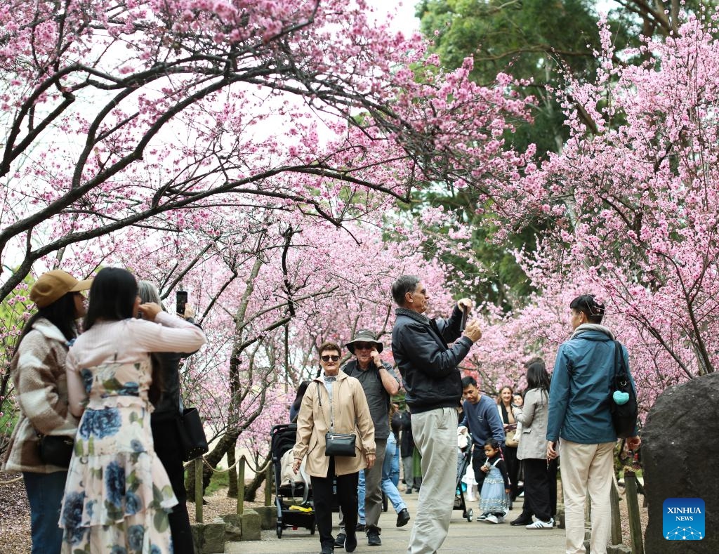 Visitors enjoy cherry blossoms during the Sydney Cherry Blossom Festival 2024 at the Auburn Botanic Gardens in Sydney, Australia, Aug. 19, 2024. (Photo: Xinhua)