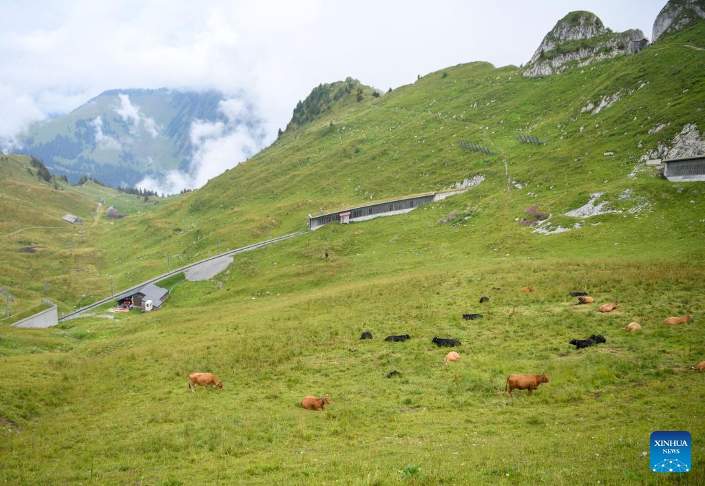 This photo taken on Aug. 17, 2024 shows cattle foraging in the Rochers de Naye in Switzerland. Lake Geneva is a deep lake north of the Alps on the border between Switzerland and France. (Photo: Xinhua)