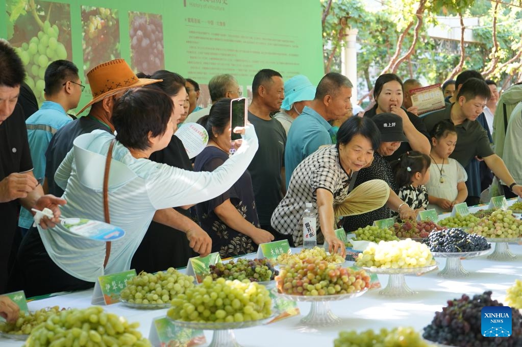 People taste grapes at a grape fair in Turpan, northwest China's Xinjiang Uygur Autonomous Region, Aug. 17, 2024. The three-day Turpan grape festival kicked off on Friday. With its dry and sunny climate, Turpan has a long history of growing grapes and is one of the main grape production bases in China. Its planting area totals 42,000 hectares with 550 grape varieties. (Photo: Xinhua)