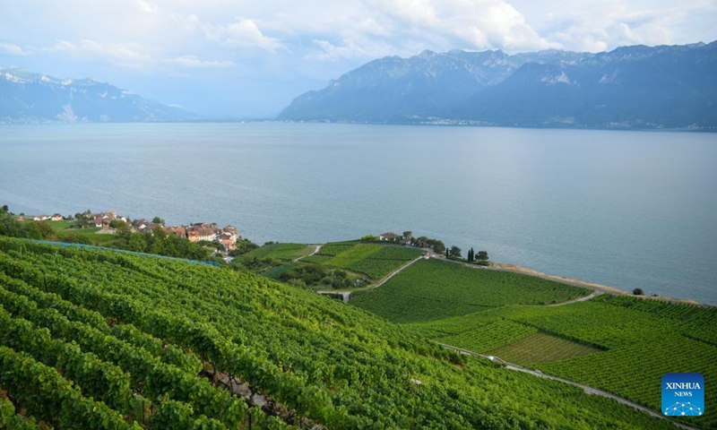 This photo taken on Aug. 17, 2024 shows the Lavaux vineyard terrace by Lake Geneva in Switzerland. Lake Geneva is a deep lake north of the Alps on the border between Switzerland and France. (Photo: Xinhua)