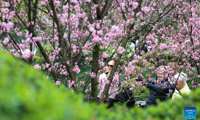 Visitors enjoy cherry blossoms during the Sydney Cherry Blossom Festival 2024 at the Auburn Botanic Gardens in Sydney, Australia, Aug. 19, 2024. (Photo: Xinhua)