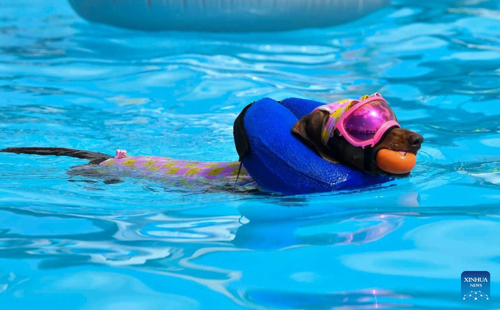 A dog swims in a makeshift swimming pool in Seoul, South Korea, Aug. 18, 2024. An event for dogs and dog owners to cool off amid the heat wave is held at a swimming pool in Seoul. (Photo: Xinhua)