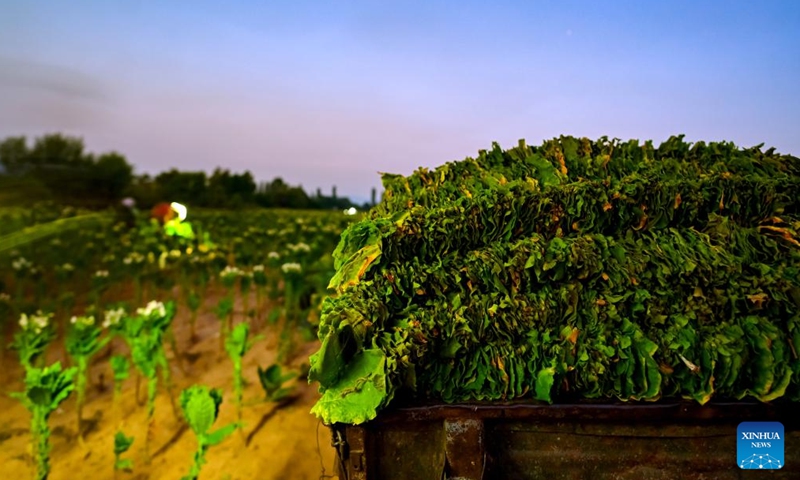 Farmers handpick tobacco leaves in a field in Pelagonia, North Macedonia's agricultural area, between the cities of Bitola and Prilep, Aug. 25, 2024. (Photo by Tomislav Georgiev/Xinhua)