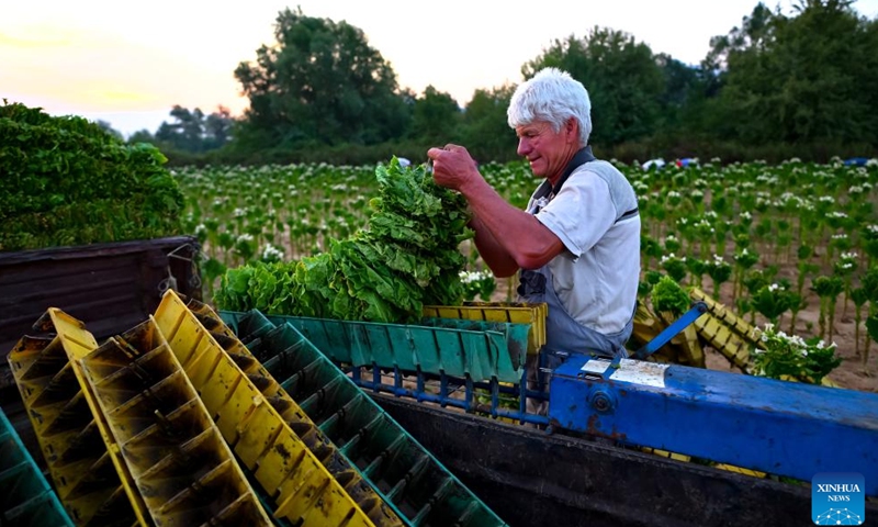 A farmer arranges harvested tobacco leaves in a field in Pelagonia, North Macedonia's agricultural area, between the cities of Bitola and Prilep, Aug. 25, 2024. (Photo by Tomislav Georgiev/Xinhua)