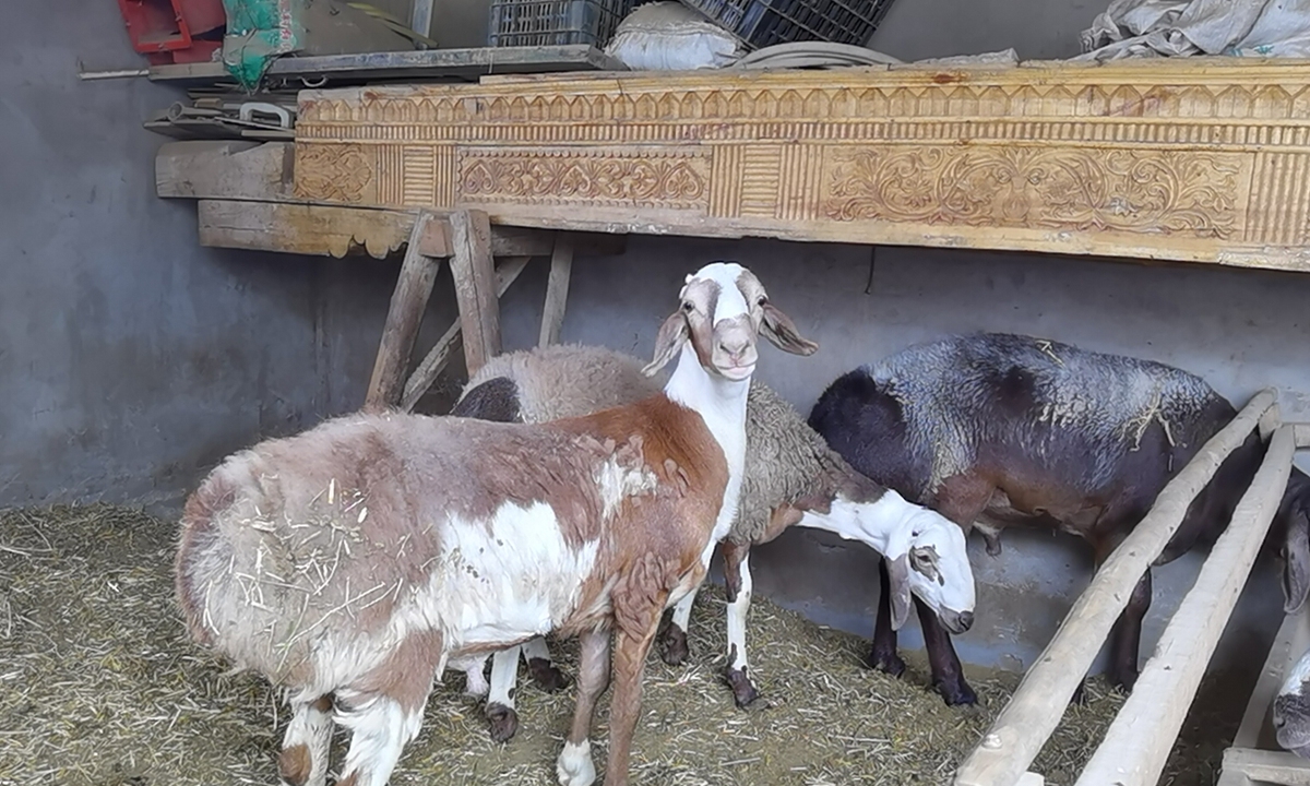 Dolan sheep in a local farmer's backyard in Tong'an Township, Kashi, Xinjiang  Photo: Hu Yuwei/GTh