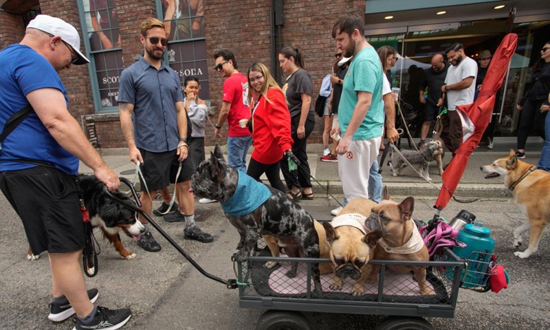 People bring their dogs out to the street during the Pet-A-Palooza event in Vancouver, British Columbia, Canada, Aug. 25, 2024.

Pet-A-Palooza, also known as the Day of the Dog, is an annual summer celebration for local pups and their owners. This year's event offered a variety of dog-related activities and entertainment, attracting thousands of dog owners and their furry companions. (Photo by Liang Sen/Xinhua)