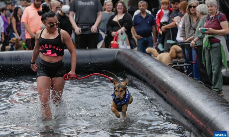 A dog splashes while running in a pool during the Pet-A-Palooza event in Vancouver, British Columbia, Canada, Aug. 25, 2024.

Pet-A-Palooza, also known as the Day of the Dog, is an annual summer celebration for local pups and their owners. This year's event offered a variety of dog-related activities and entertainment, attracting thousands of dog owners and their furry companions. (Photo by Liang Sen/Xinhua)