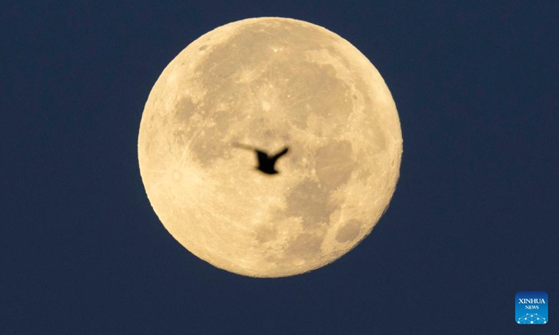 A bird flies in front of the full moon in Toronto, Canada, on Aug. 20, 2024. (Photo: Xinhua)