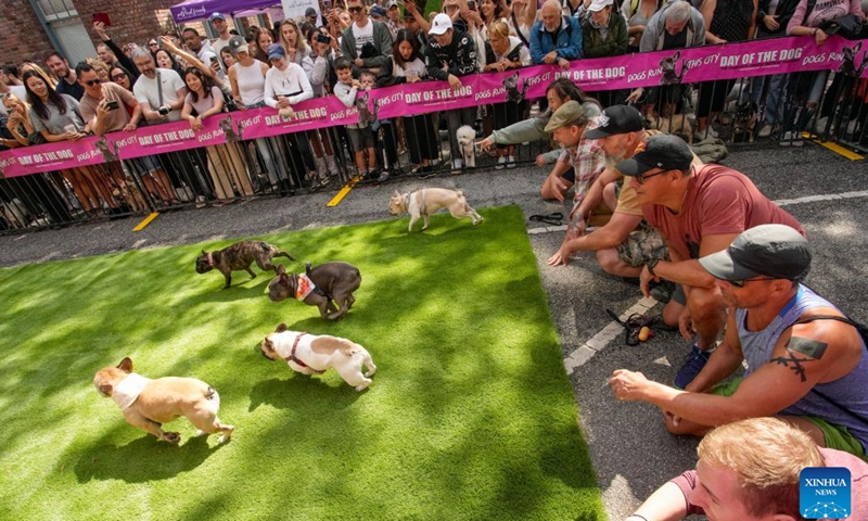 Dogs run in a race during the Pet-A-Palooza event in Vancouver, British Columbia, Canada, Aug. 25, 2024.

Pet-A-Palooza, also known as the Day of the Dog, is an annual summer celebration for local pups and their owners. This year's event offered a variety of dog-related activities and entertainment, attracting thousands of dog owners and their furry companions. (Photo by Liang Sen/Xinhua)