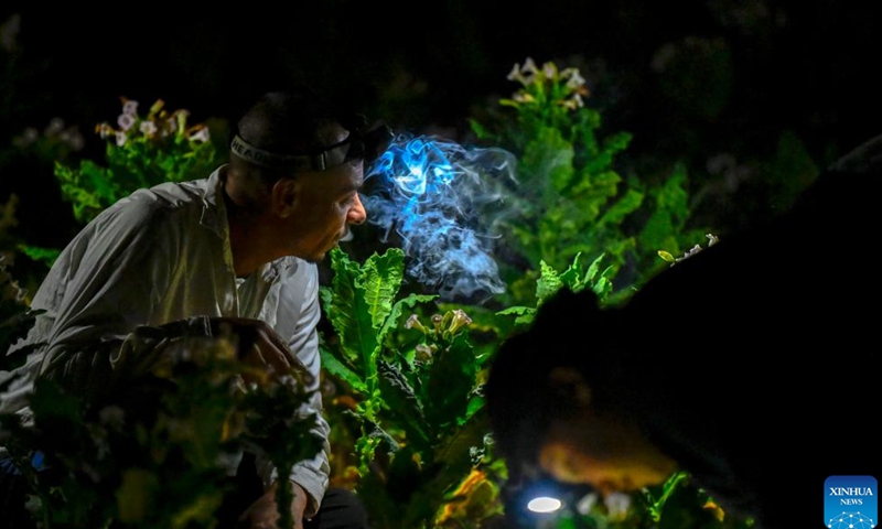 A farmer handpicks tobacco leaves in a field in Pelagonia, North Macedonia's agricultural area, between the cities of Bitola and Prilep, Aug. 25, 2024. (Photo by Tomislav Georgiev/Xinhua)