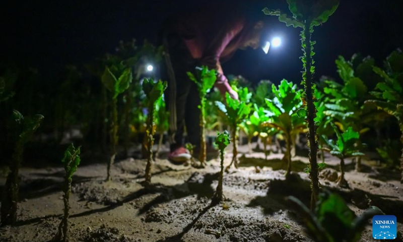 A farmer handpicks tobacco leaves in a field in Pelagonia, North Macedonia's agricultural area, between the cities of Bitola and Prilep, Aug. 25, 2024. (Photo by Tomislav Georgiev/Xinhua)