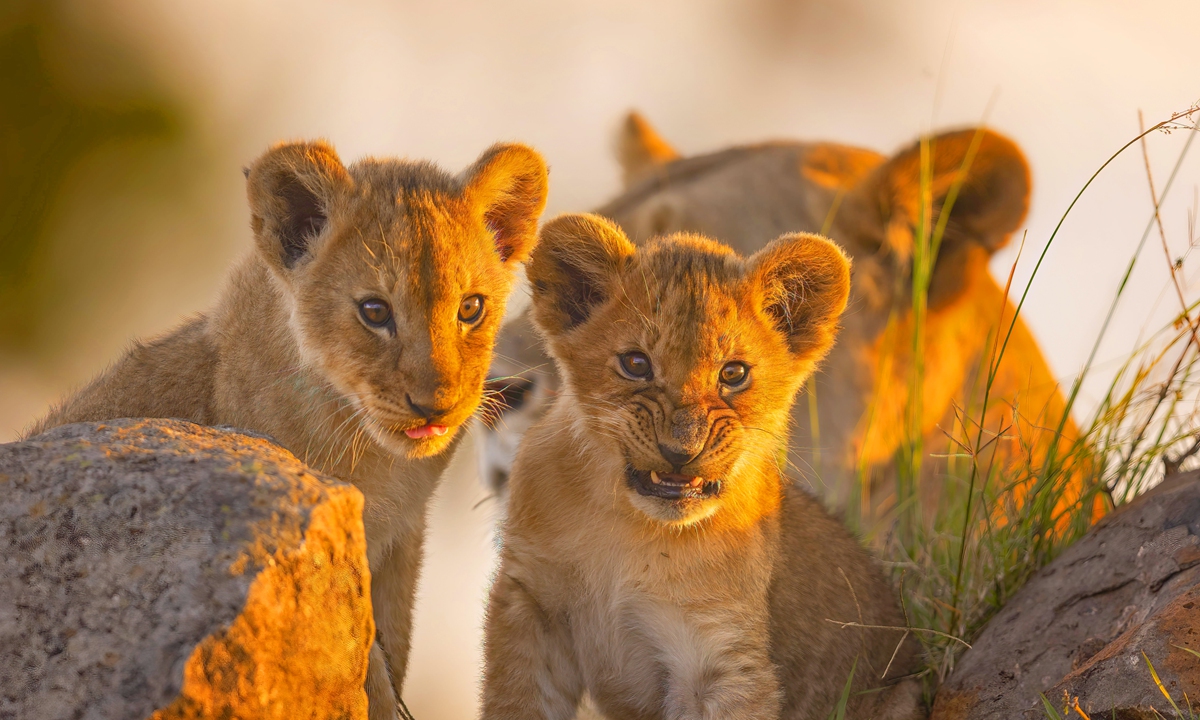 Lion cubs (bottom left) and an elephant in the Maasai Mara National Reserve in Kenya. Photos: IC 