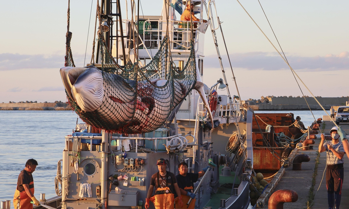 A minke whale is unloaded from a vessel at a port in the Hokkaido city of Abashiri, northern Japan, on August 16, 2020. Japan resumed commercial whaling in 2019. Photo: VCG