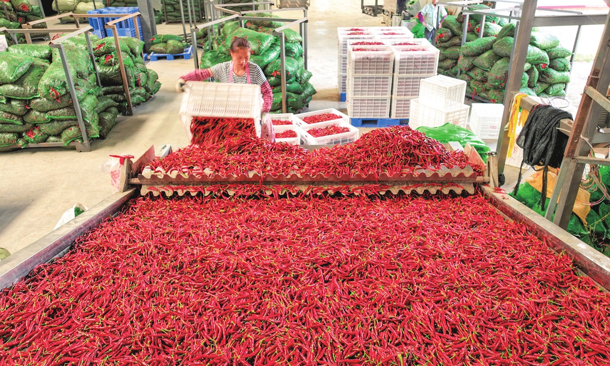 A worker in Youyang Tujia and Miao Autonomous County,<strong></strong> Southwest China's Chongqing Municipality bakes fresh chili at a local industry park on August 22, 2024. The local government has been actively supporting the sector's development, which helps increase villagers' incomes. Photo: VCG