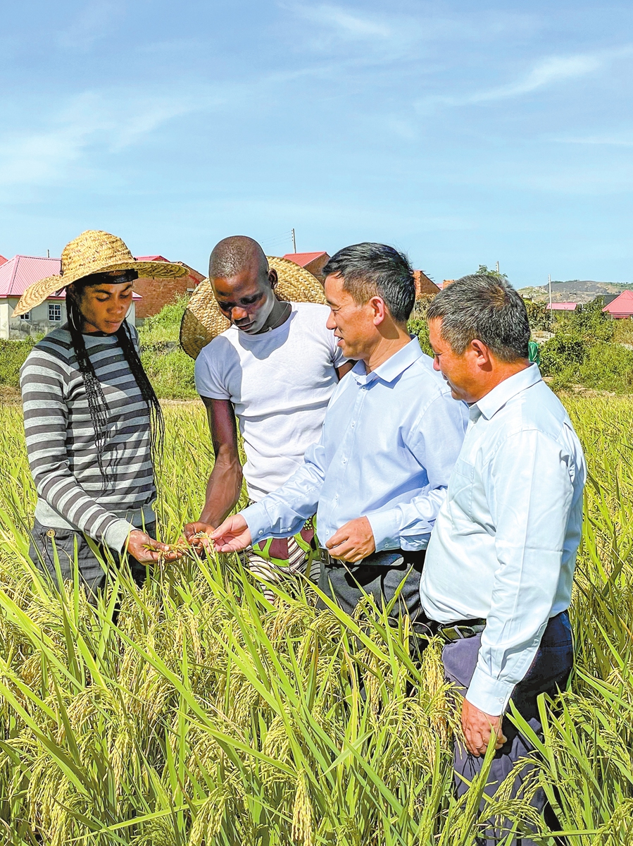 
Local farmers celebrate the harvest in a demonstration area in Nigeria, in 2022. Photo: Courtesy of Xu Jianlong