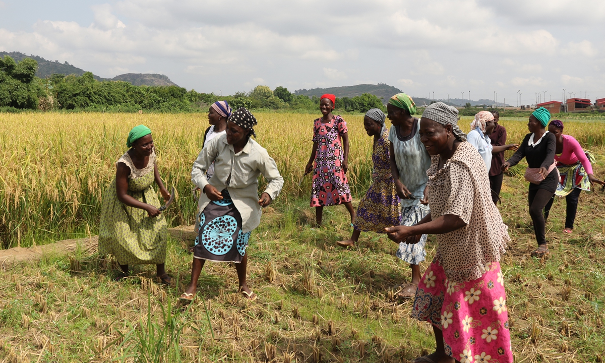 
Local farmers celebrate the harvest in a demonstration area in Nigeria, in 2022. Photo: Courtesy of Xu Jianlong