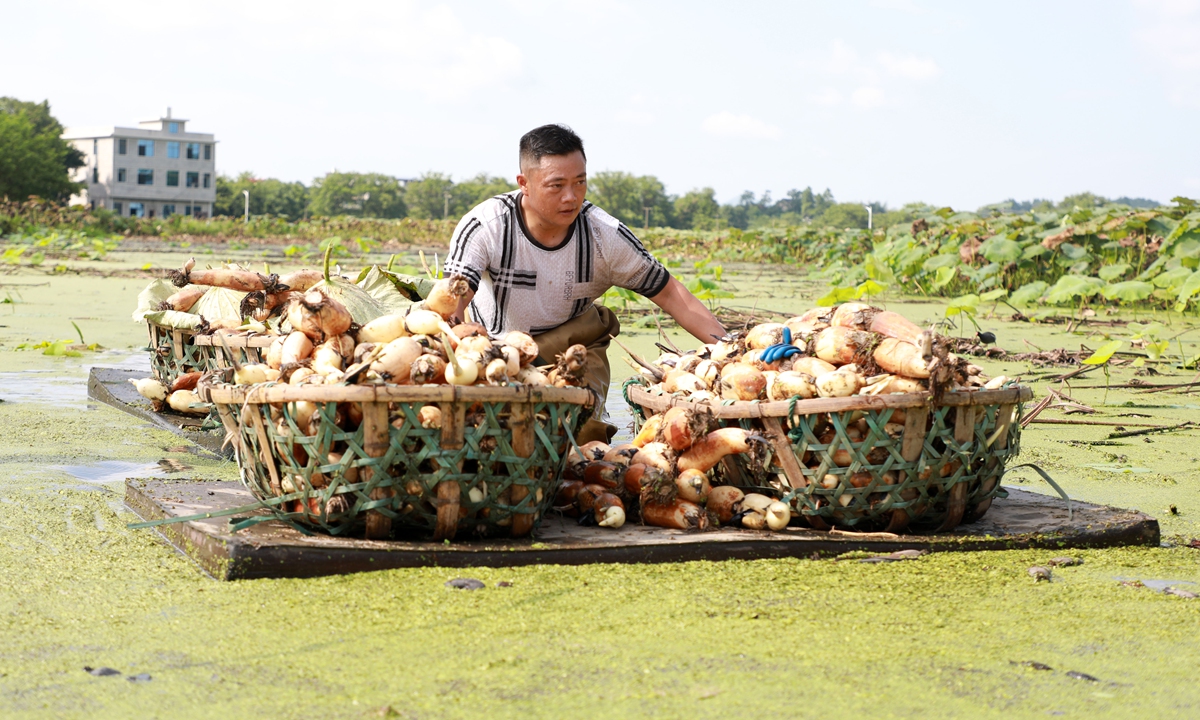 A farmer diligently harvests fresh lotus roots in Shaoyang, Central China's Hunan Province on August 22, 2024. In recent years, leveraging its abundant water resources, the local area has introduced high-quality lotus root varieties and developed the lotus root industry. The water economy has become a new channel for increasing the incomes of local farmers.