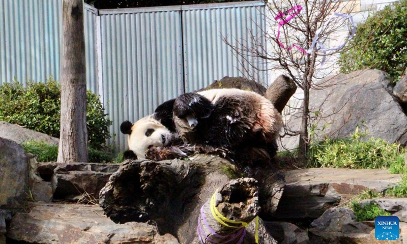 Giant panda Wang Wang is pictured at Adelaide Zoo in Adelaide, Australia, Aug. 24, 2024. A 2-day celebration event for the birthday of giant pandas Wang Wang and Fu Ni kicked off here on Saturday. The two giant pandas have been on loan from China since 2009, and are among the zoo's top attractions. (Photo by Lyu Wei/Xinhua)