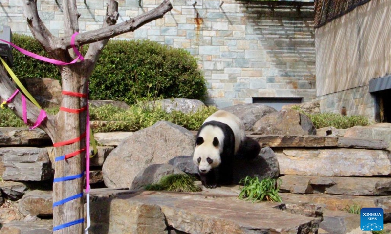 Giant panda Wang Wang is pictured at Adelaide Zoo in Adelaide, Australia, Aug. 24, 2024. A 2-day celebration event for the birthday of giant pandas Wang Wang and Fu Ni kicked off here on Saturday. The two giant pandas have been on loan from China since 2009, and are among the zoo's top attractions. (Photo by Lyu Wei/Xinhua)