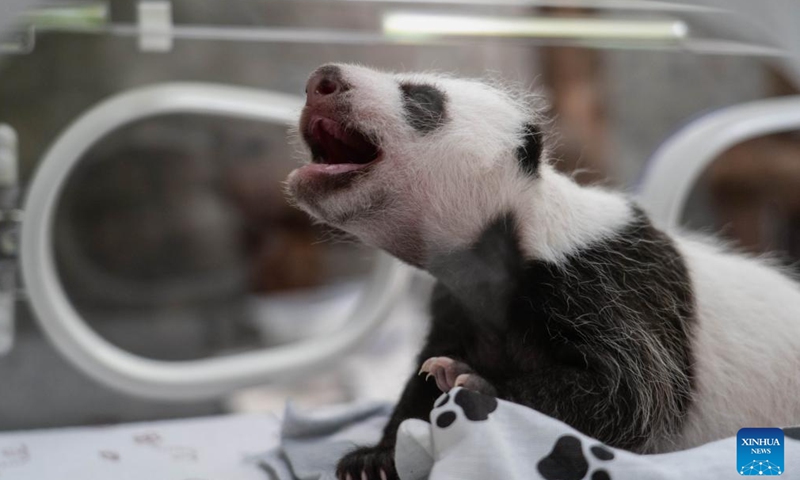 This photo taken on Sept. 23, 2023 shows giant panda cub Katyusha in Moscow, Russia. Katyusha, the first giant panda cub born in Russia, turned one year old on Aug. 24, 2024. (Moscow Zoo/Handout via Xinhua)