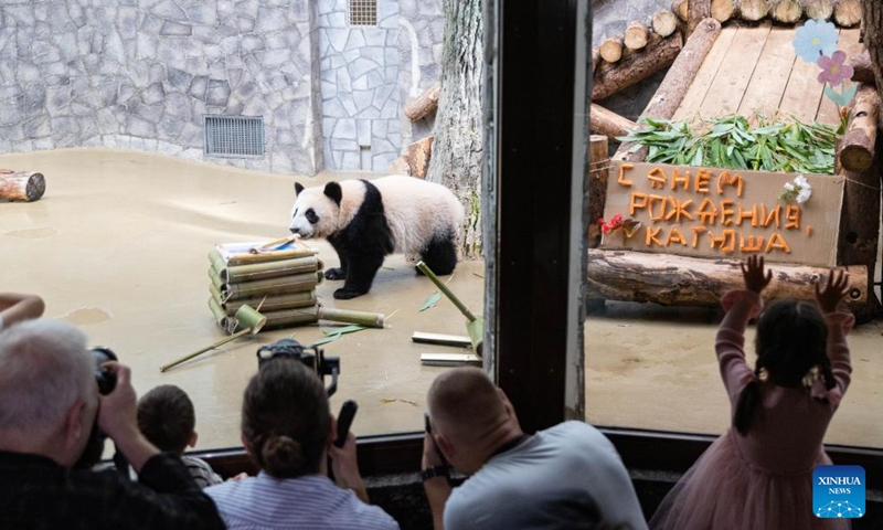 This photo taken on Aug. 24, 2024 shows giant panda cub Katyusha at Moscow Zoo in Moscow, Russia. Katyusha, the first giant panda cub born in Russia, turned one year old on Saturday. (Xinhua/Bai Xueqi)