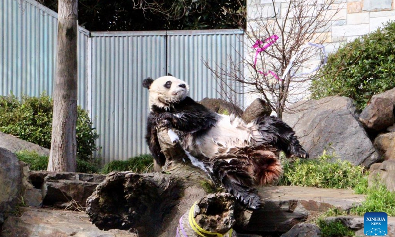 Giant panda Wang Wang is pictured at Adelaide Zoo in Adelaide, Australia, Aug. 24, 2024. A 2-day celebration event for the birthday of giant pandas Wang Wang and Fu Ni kicked off here on Saturday. The two giant pandas have been on loan from China since 2009, and are among the zoo's top attractions. (Photo by Lyu Wei/Xinhua)