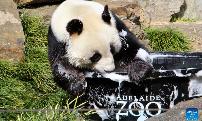 Giant panda Wang Wang is pictured at Adelaide Zoo in Adelaide, Australia, Aug. 24, 2024. A 2-day celebration event for the birthday of giant pandas Wang Wang and Fu Ni kicked off here on Saturday. The two giant pandas have been on loan from China since 2009, and are among the zoo's top attractions. (Photo by Lyu Wei/Xinhua)