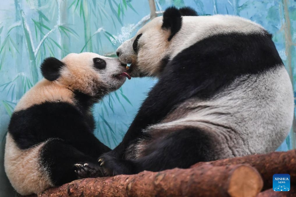 This photo taken on Aug. 15, 2024 shows giant panda cub Katyusha (L) and her mother Ding Ding at Moscow Zoo in Moscow, Russia. Katyusha, the first giant panda cub born in Russia, turned one year old on Saturday. (Xinhua/Cao Yang)