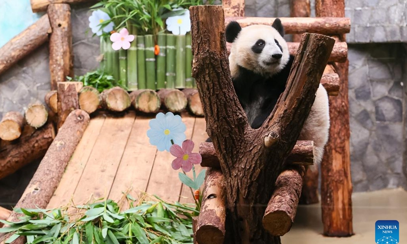 This photo taken on Aug. 24, 2024 shows giant panda cub Katyusha at Moscow Zoo in Moscow, Russia. Katyusha, the first giant panda cub born in Russia, turned one year old on Saturday. (Xinhua/Bai Xueqi)