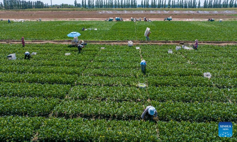 An aerial drone photo taken on Aug. 23, 2024 shows people harvesting vegetables at a vegetable plantation of Qujing Township in Qingtongxia City, northwest China's Ningxia Hui Autonomous Region. In recent years, Qujing Township has developed a large-scale vegetable planting industry, which mainly supplies markets in the Guangdong-Hong Kong-Macao Greater Bay Area. (Xinhua/Yang Zhisen)