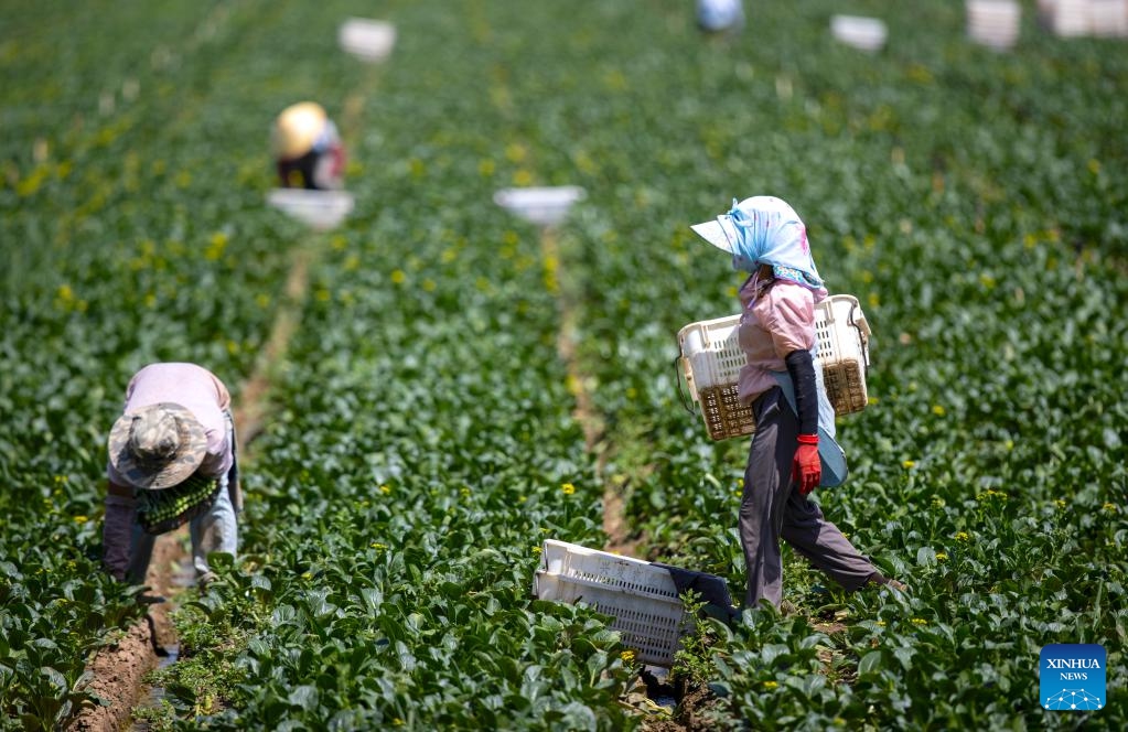 People harvest vegetables at a vegetable plantation of Qujing Township in Qingtongxia City, northwest China's Ningxia Hui Autonomous Region, Aug. 23, 2024. In recent years, Qujing Township has developed a large-scale vegetable planting industry, which mainly supplies markets in the Guangdong-Hong Kong-Macao Greater Bay Area. (Xinhua/Yang Zhisen)

