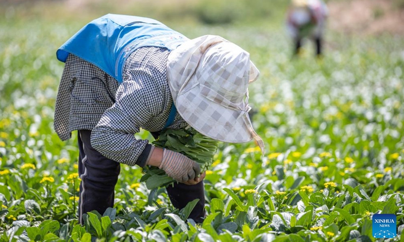 People harvest vegetables at a vegetable plantation of Qujing Township in Qingtongxia City, northwest China's Ningxia Hui Autonomous Region, Aug. 23, 2024. In recent years, Qujing Township has developed a large-scale vegetable planting industry, which mainly supplies markets in the Guangdong-Hong Kong-Macao Greater Bay Area. (Xinhua/Yang Zhisen)