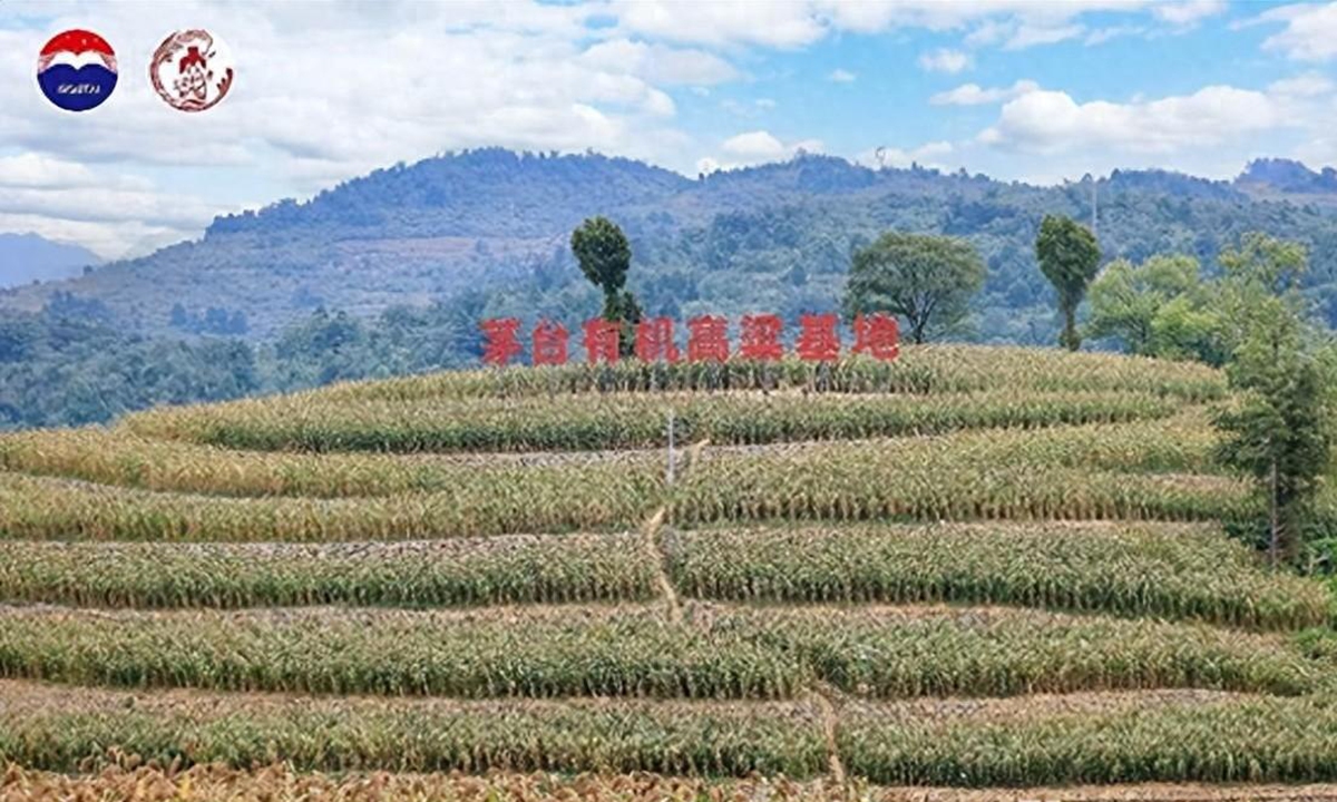 The red harvest alongside the Chishui River