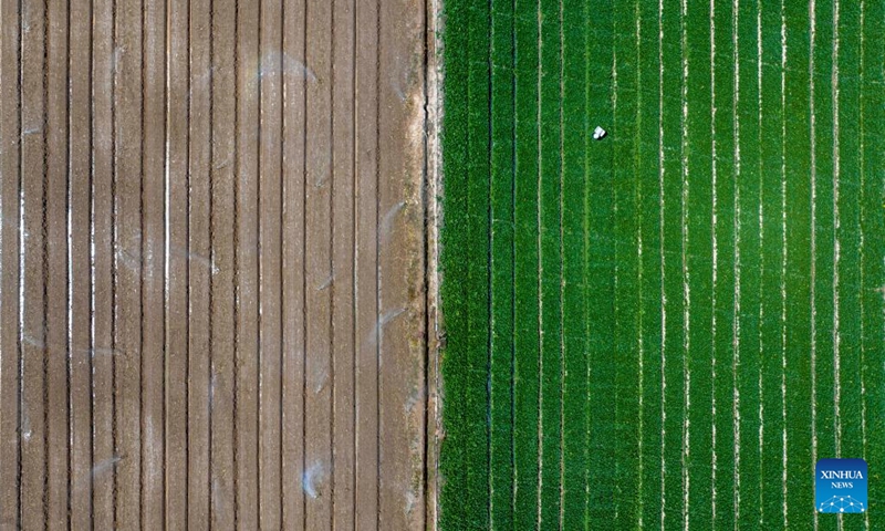 An aerial drone photo taken on Aug. 23, 2024 shows a vegetable plantation in Qujing Township in Qingtongxia City, northwest China's Ningxia Hui Autonomous Region. In recent years, Qujing Township has developed a large-scale vegetable planting industry, which mainly supplies markets in the Guangdong-Hong Kong-Macao Greater Bay Area. (Xinhua/Yang Zhisen)