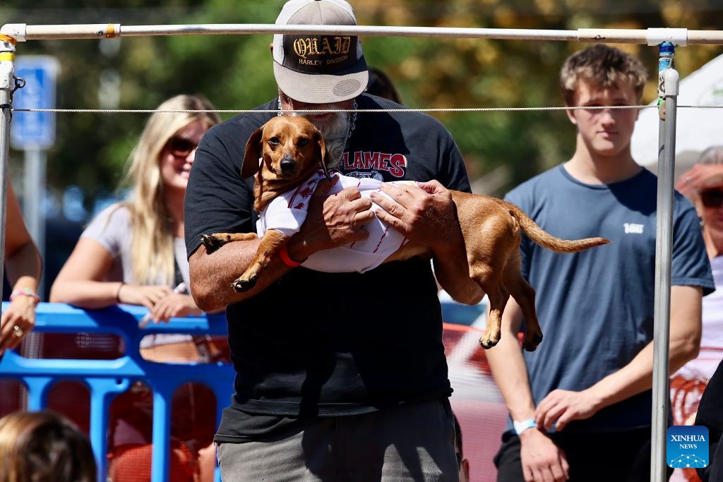 A man and his wiener dog wait for the Wiener Dog race at Huntington Beach in Orange County, California, the United States, Aug. 25, 2024. (Photo: Xinhua)