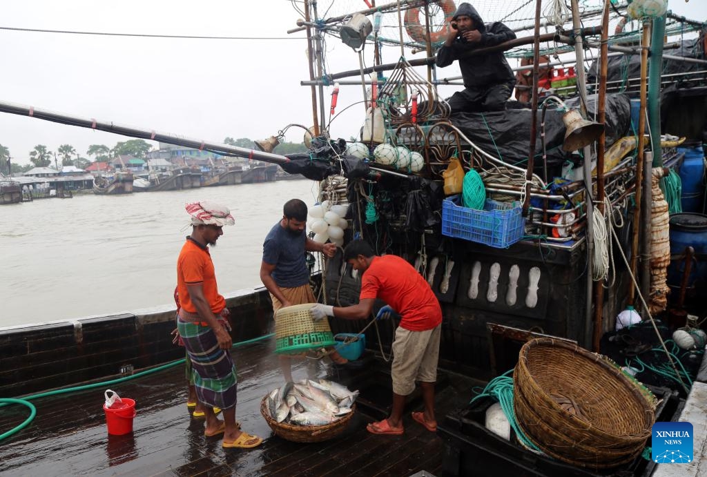 Workers process Hilsa fish at a fish landing station in Patuakhali, Bangladesh, Aug. 24, 2024. Bangladeshi fishermen in Patuakhali has become busy with hilsa recently after a 65-day fishing ban period. (Photo: Xinhua)