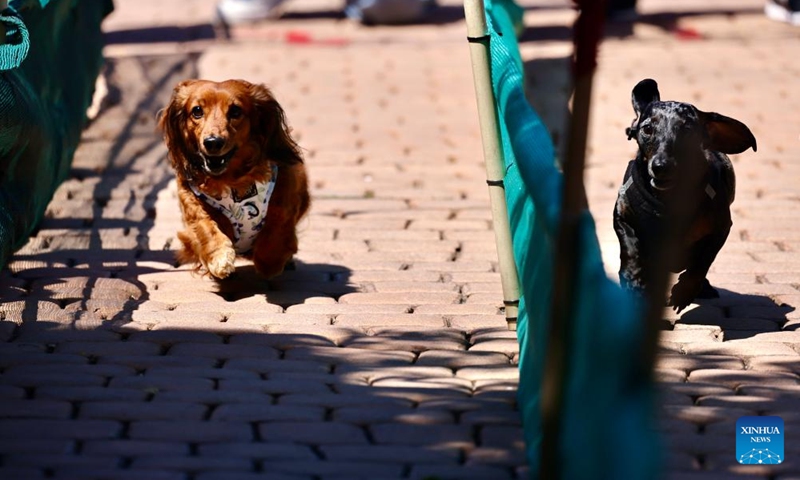 Dogs compete in the Wiener Dog race at Huntington Beach in Orange County, California, the United States, Aug. 25, 2024. (Photo: Xinhua)