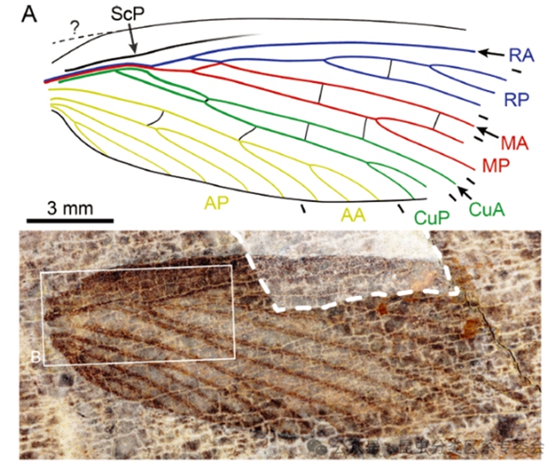 Insect fossil from 300m years ago found in Shanxi