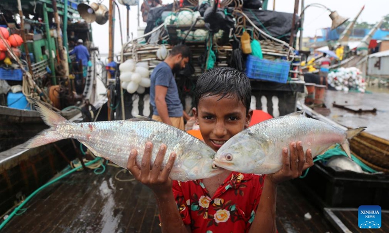 A boy shows Hilsa fish in Patuakhali, Bangladesh, Aug. 24, 2024. Bangladeshi fishermen in Patuakhali has become busy with hilsa recently after a 65-day fishing ban period. (Photo: Xinhua)