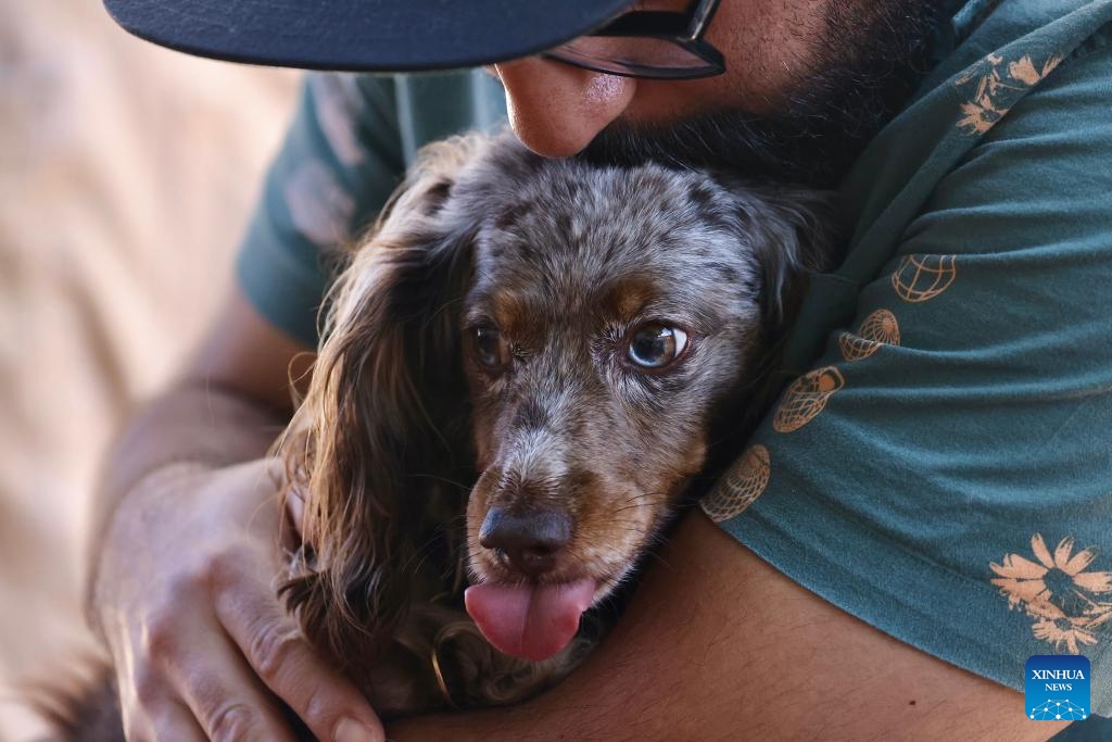 A man and his wiener dog wait for the Wiener Dog race at Huntington Beach in Orange County, California, the United States, Aug. 25, 2024. (Photo: Xinhua)