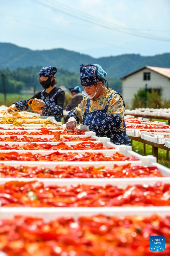 Villagers dry agricultural products in Lutian Village of Tonggu County, Yichun City, east China's Jiangxi Province, on Aug. 26, 2024. (Photo: Xinhua)