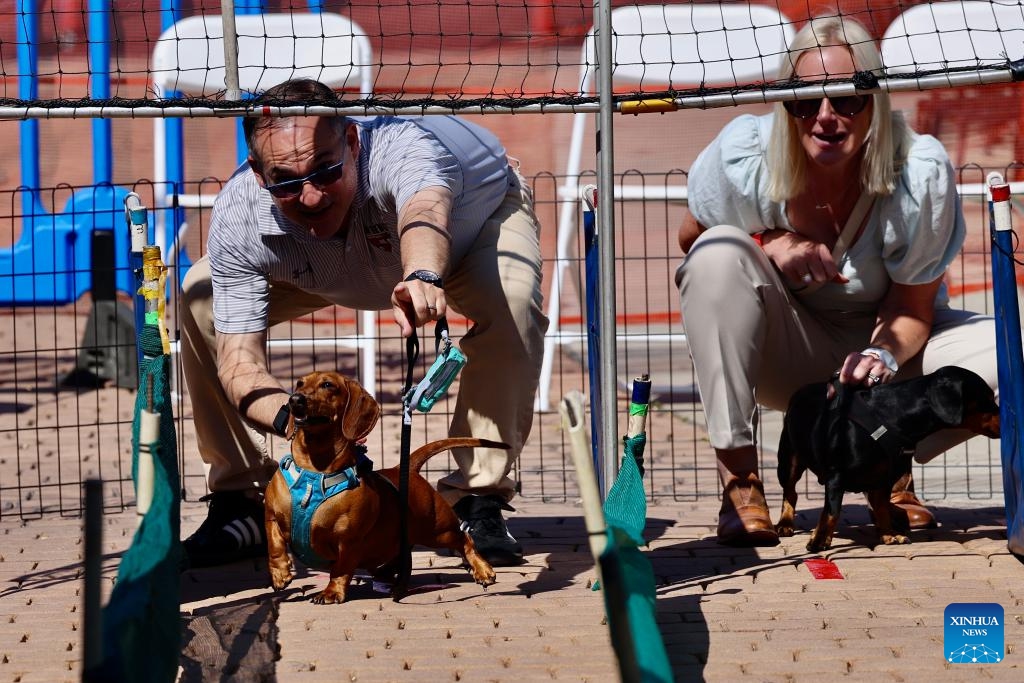 Dog owners get their wiener dogs ready before the Wiener Dog race at Huntington Beach in Orange County, California, the United States, Aug. 25, 2024. (Photo: Xinhua)